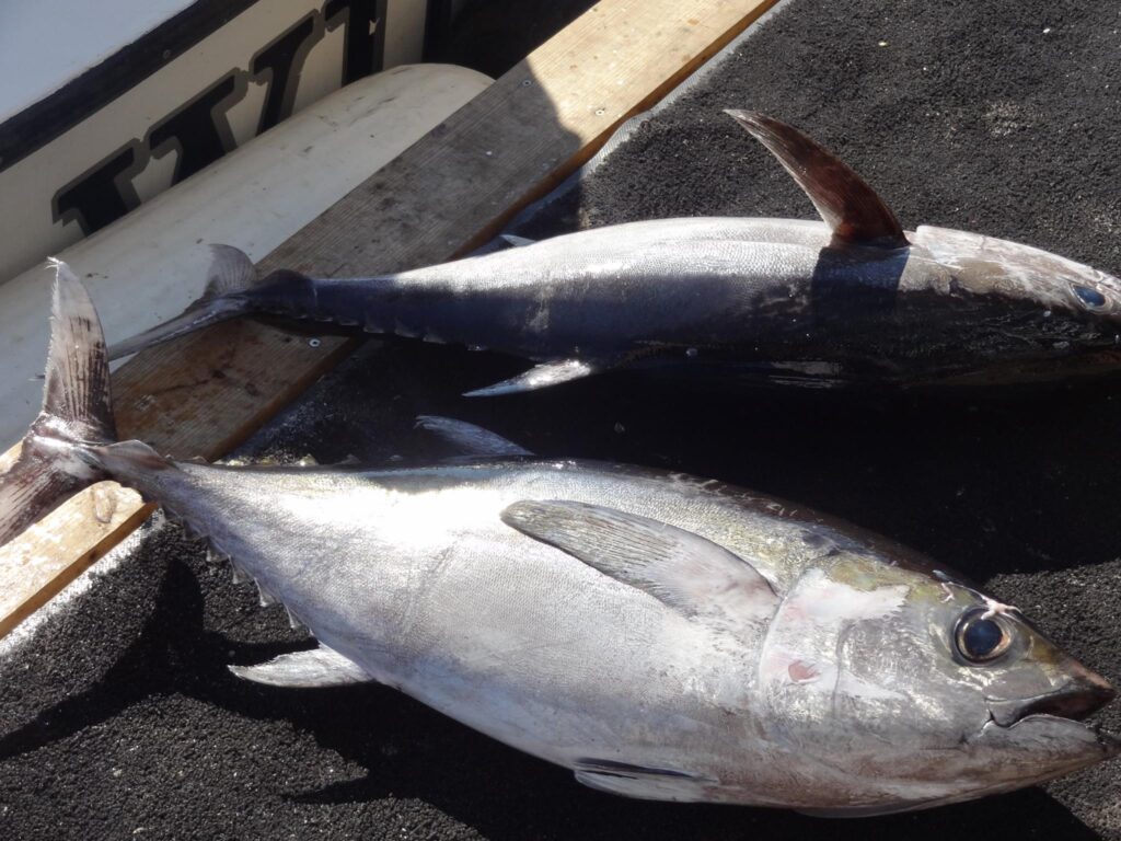 Fish in Destin