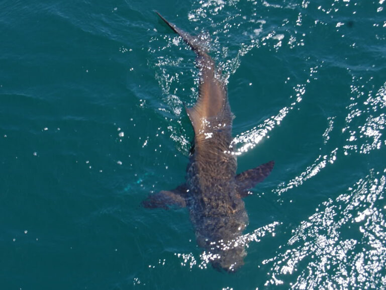Cobia
