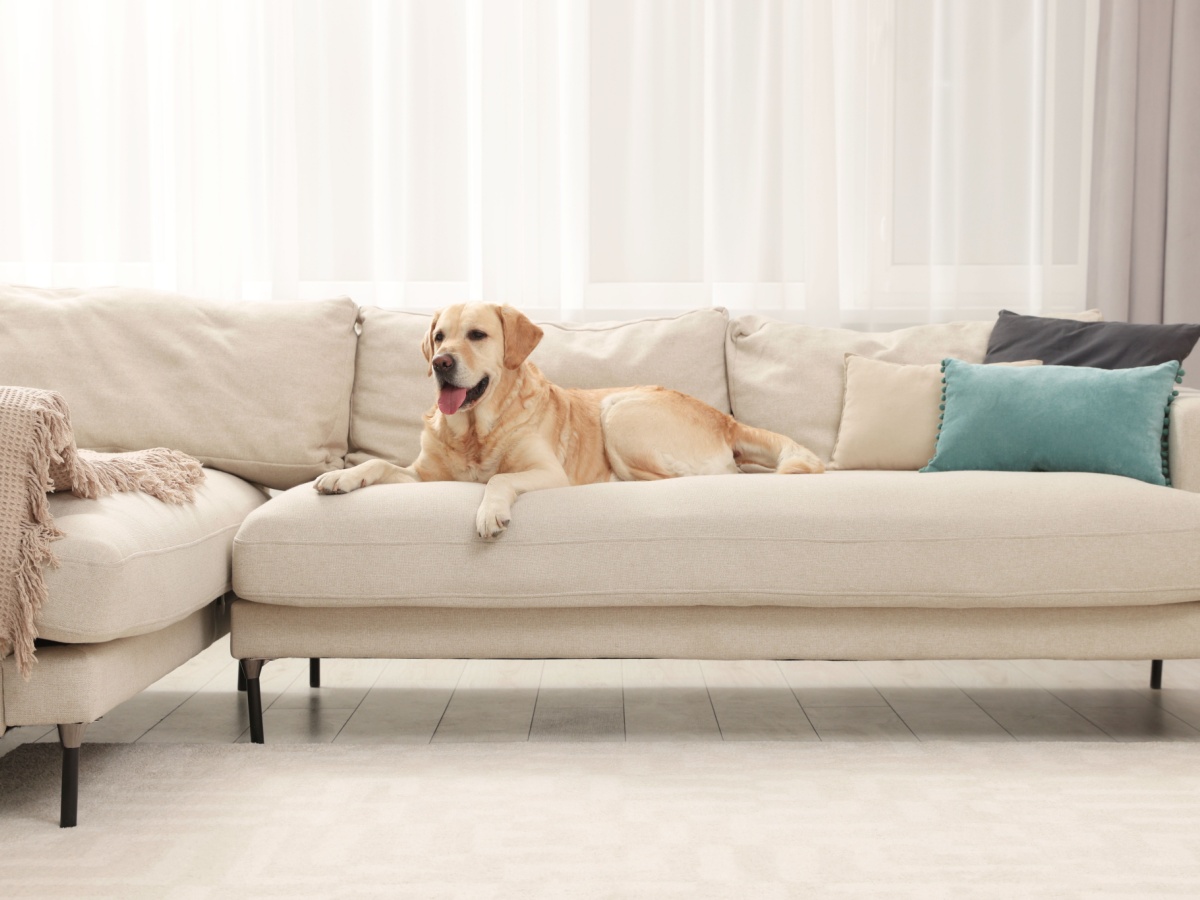 Dog on Couch